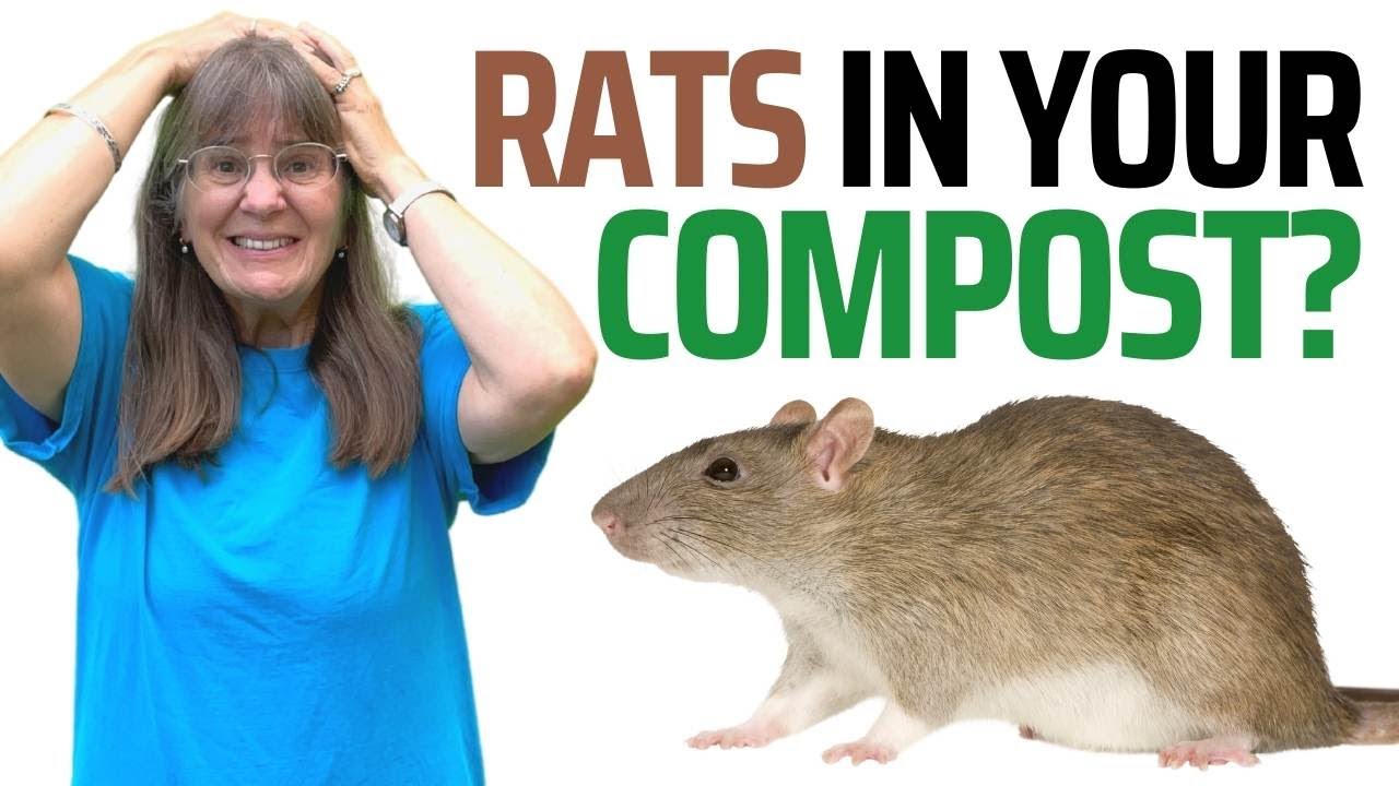 RATS! 8 Top Tips to Keep Rats Out of Your Compost