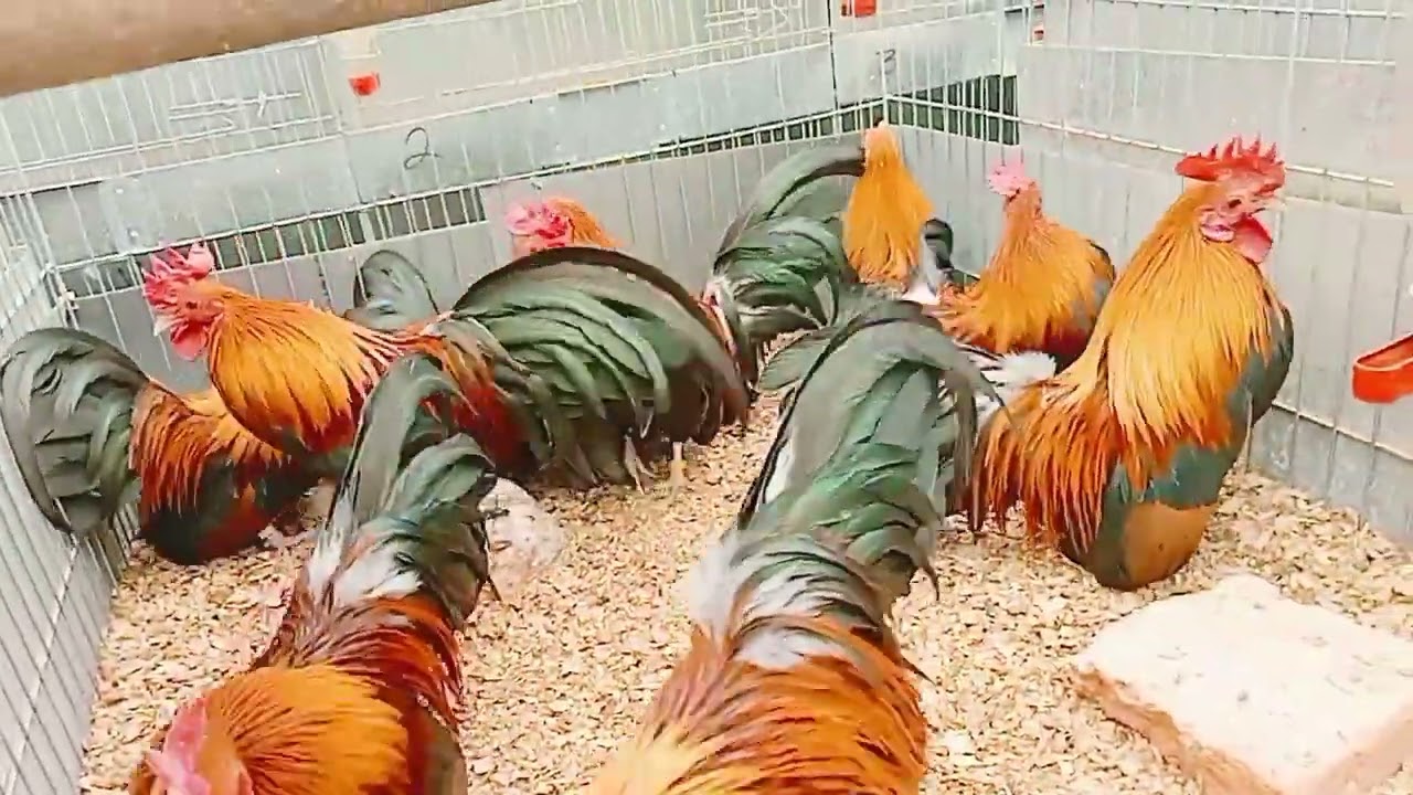 🐣🐓🇲🇽 CRIADERO LAS MARGARITAS 🐣🐓🇲🇽🌼🍋 pollos alimonados de la temporada 2024 que se ocupará Tp 2025