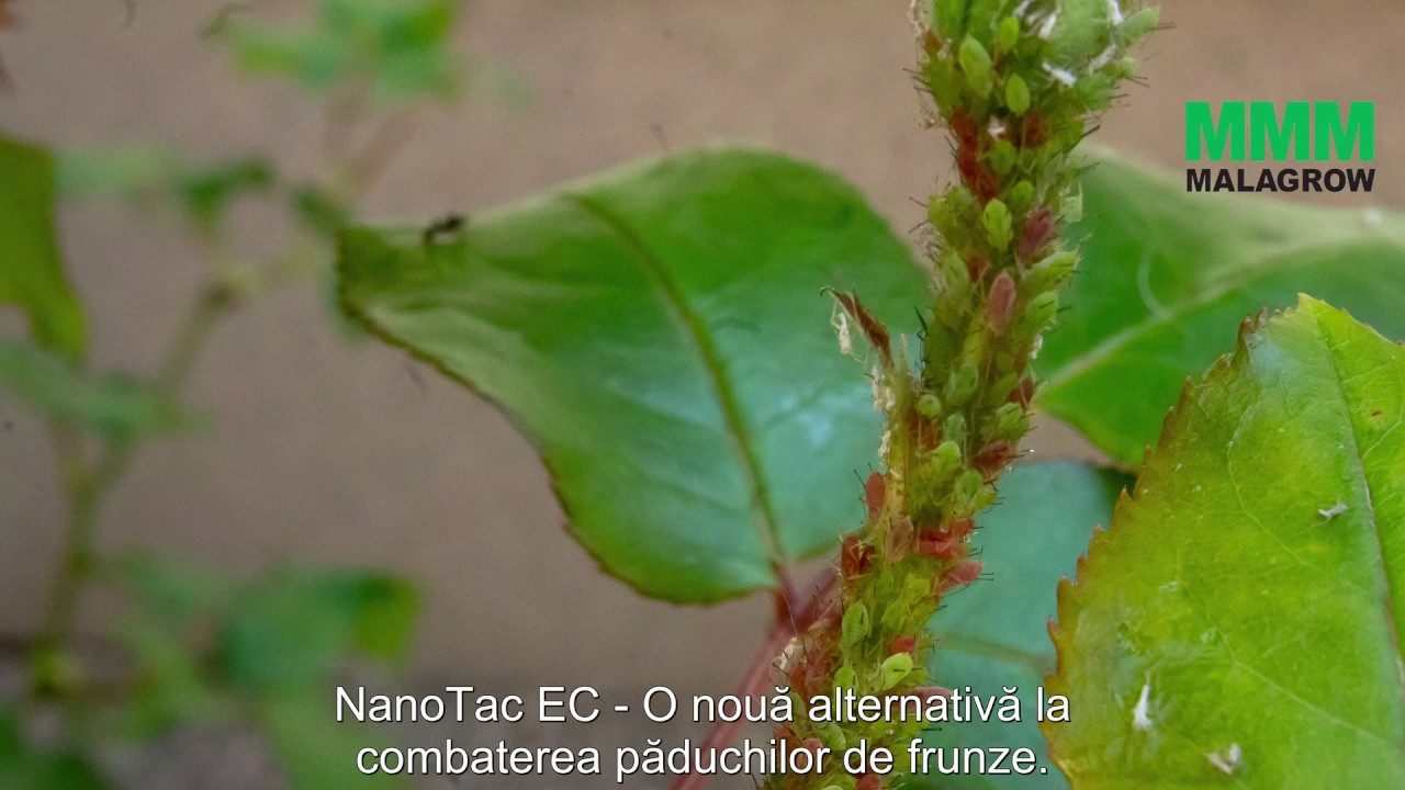 Scăpați de insectele dăunătoare! - NanoTac EC