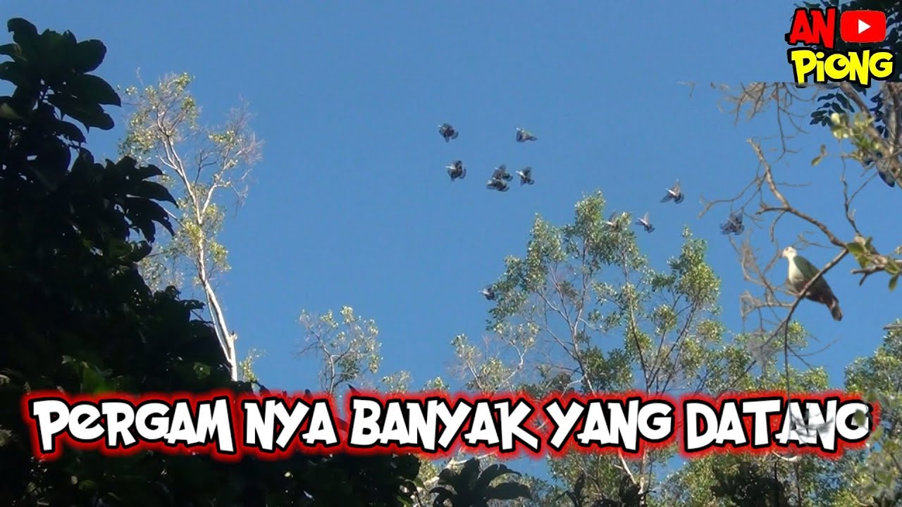 Pergam nya banyak yang datang