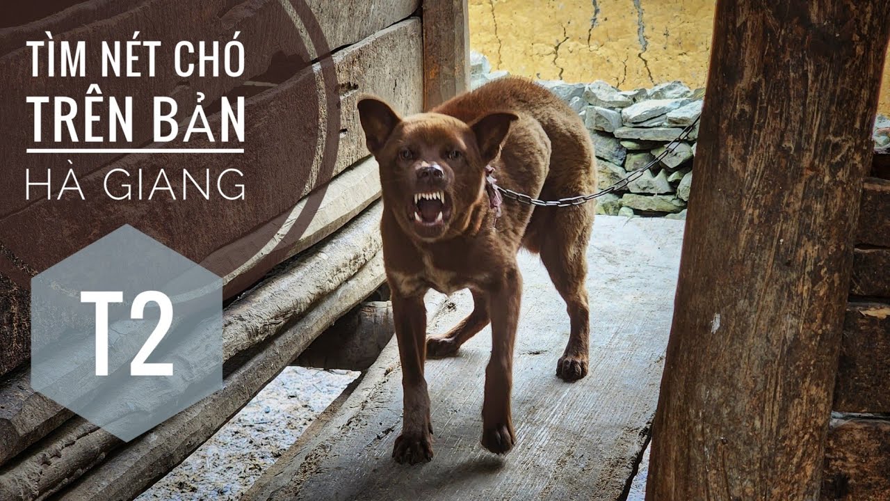 T2: Chó giữ Nhà Người H'Mông - Thôn Làng nằm giữa Rừng Núi/ Đi Tìm 