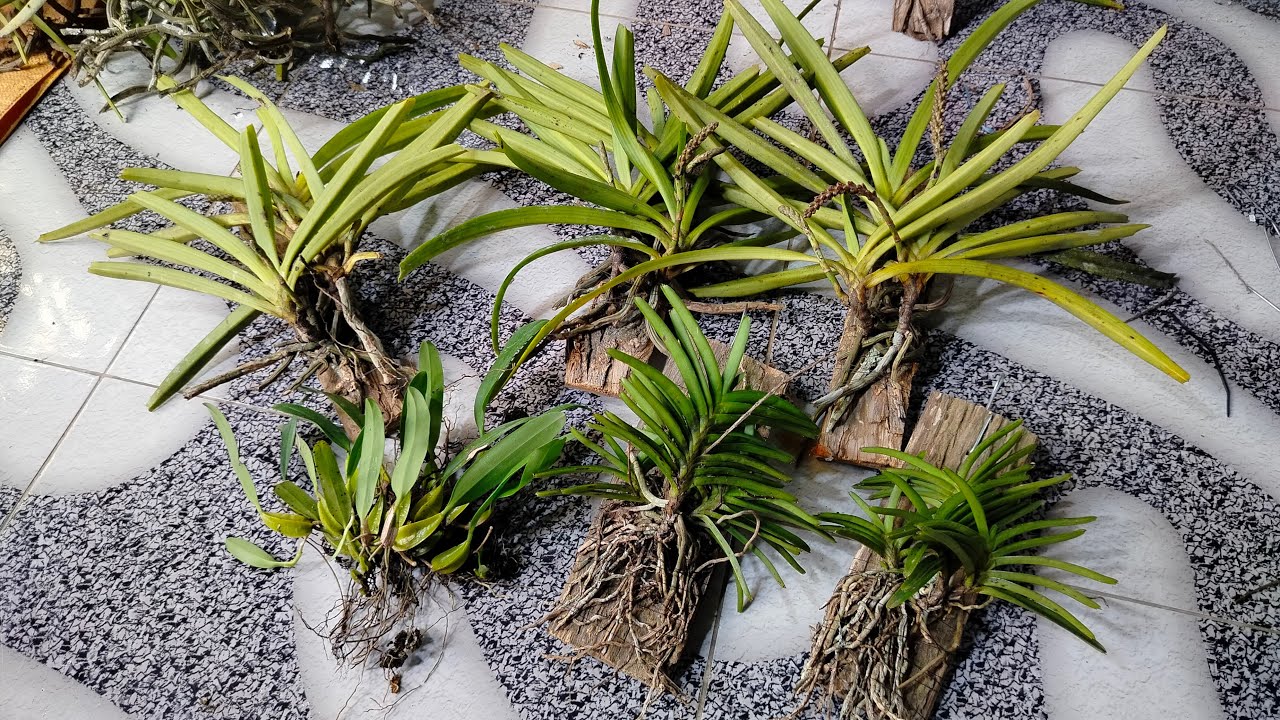 Live Share and Sale part 3 2026 MY Orchids Banyuwangi