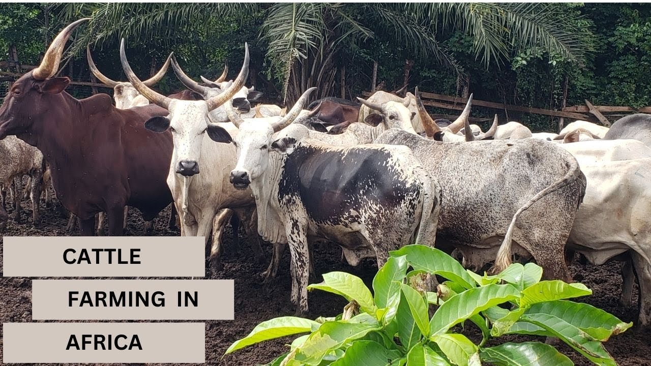 CATTLE FARMING- how I started my cattle business with 10,000gh ($862)