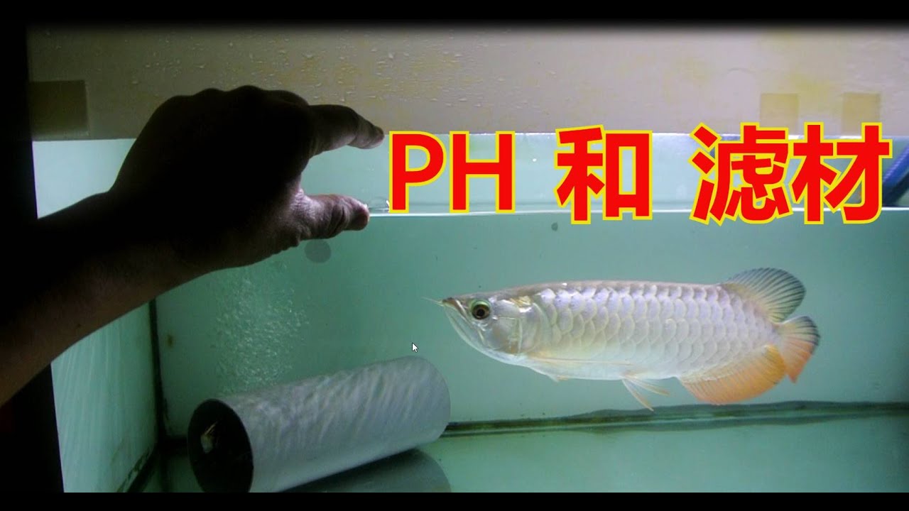 龙鱼的日常。今天测试鱼缸的 PH 和 滤材