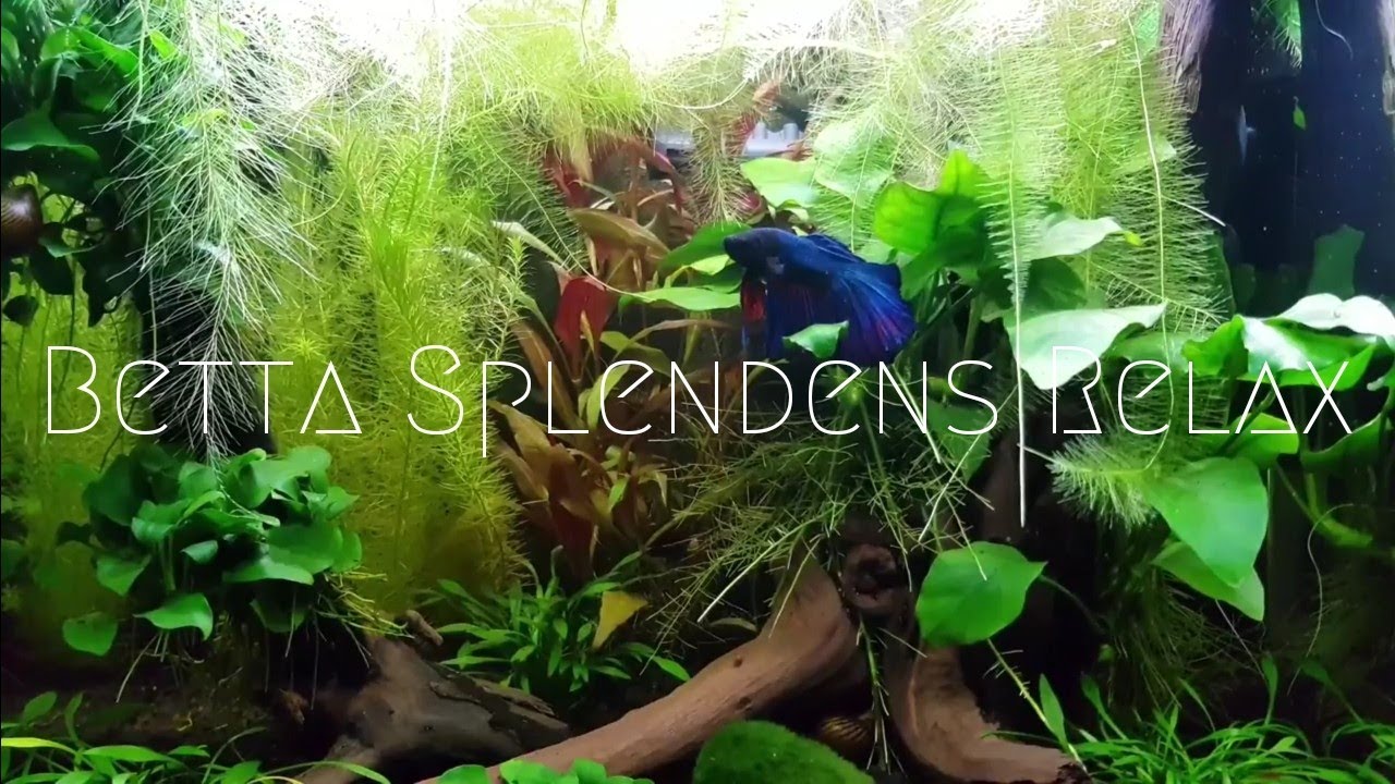 Kampffischbecken | Erhohlung - Entspannung | Betta Splendens