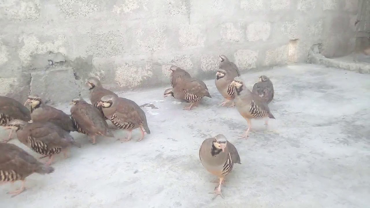 chukar partridge call - Animals Birds