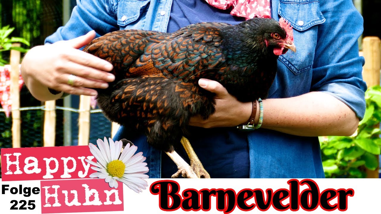 Barnevelder H&uuml;hner im Rasseportrait bei Happy Huhn E225 - Herkunft, Zucht, Legeleistung, Eier, K&uuml;ken