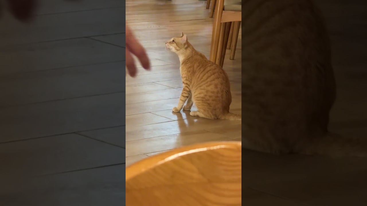 The waiter is a cat 