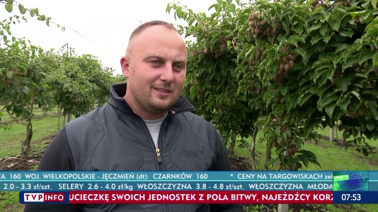 Minikiwi - kończą się zbiory tych niepozornych owoc&oacute;w, będących kopalnią związk&oacute;w prozdrowotnych
