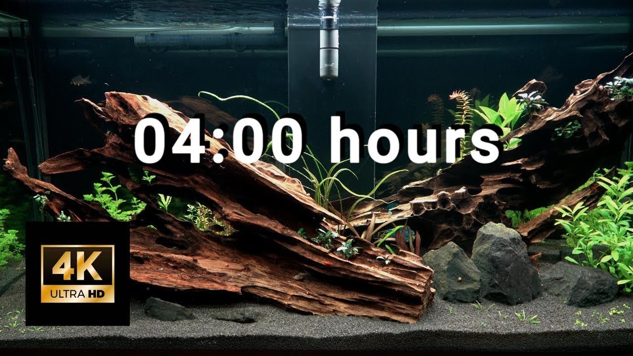 4K Aquarium zur Entspannung | Ruhige Unterwasserwelt ohne Musik 4 Stunden #darkaquarium #relaxing