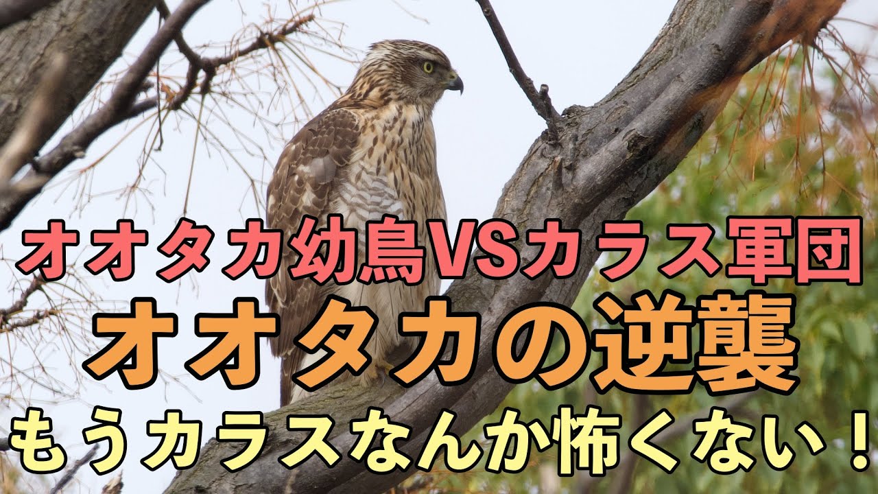 池島の猛禽類『オオタカVSカラス軍団』(オオタカの逆襲！)