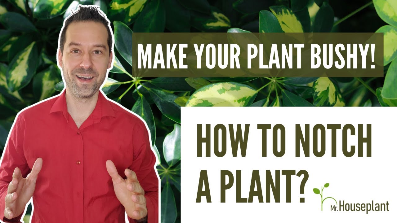 How to Notch a Plant? (Make Your Houseplant Bushy)