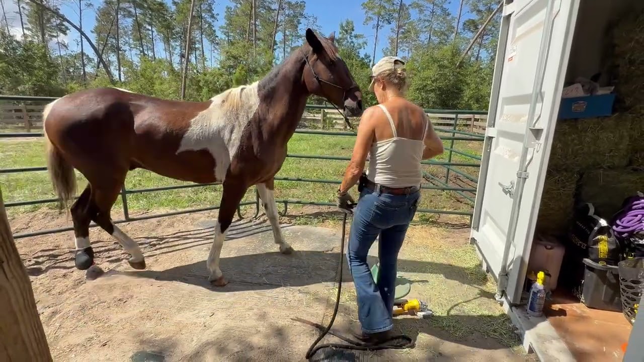 Apollo - Time to really test for Farrier - Angle Grider Sept 23 2025