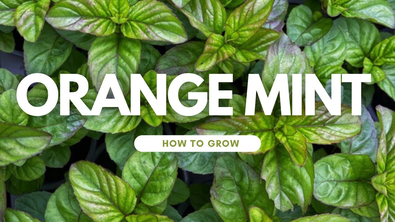 Grow your own: Orange Mint - Herb, Allotment and Vegetable Gardening For Beginners UK