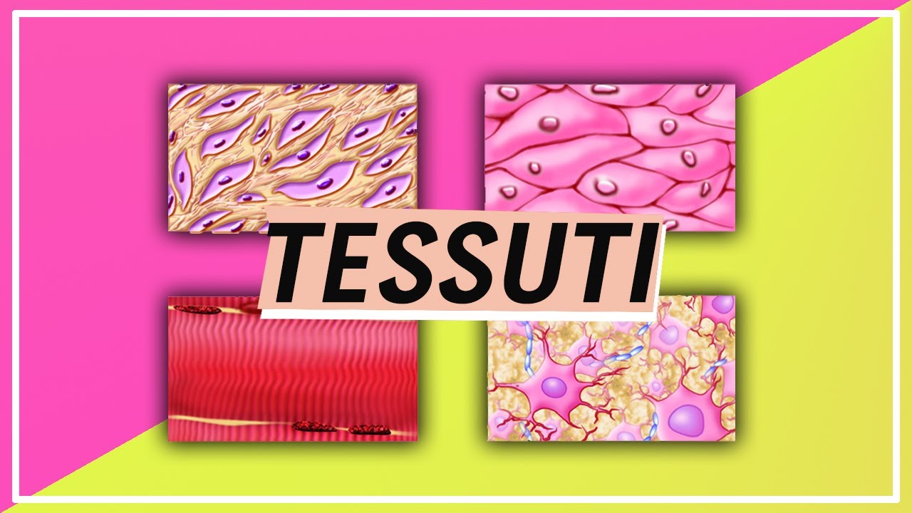 Classificazione e funzione dei tessuti umani| Pillole di Scienza