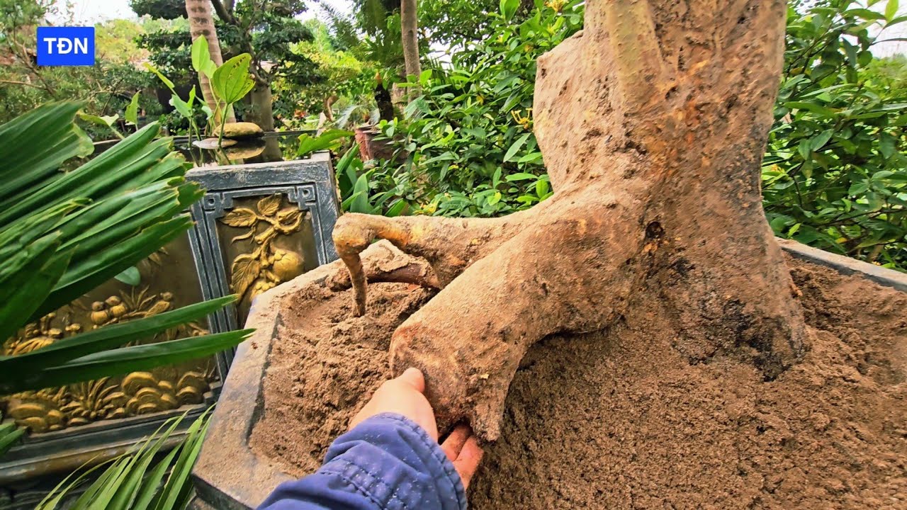 Vì sao cây Duối giâm ủ không nảy mầm #tamdaonui