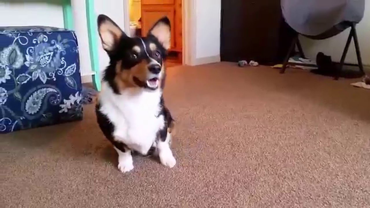 Corgi's Attitude When Asked To Do Tricks