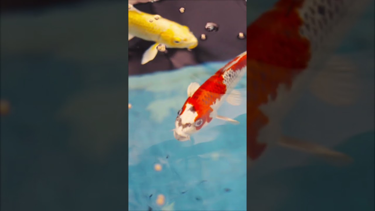 2023 06 06 gc p&ouml;tsche sommer insta 2 teich 720p