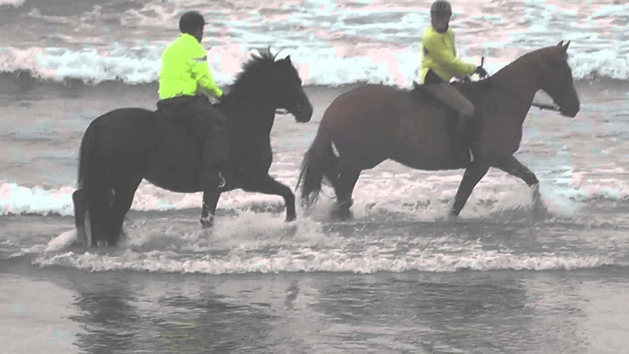 Marske Sea Horses