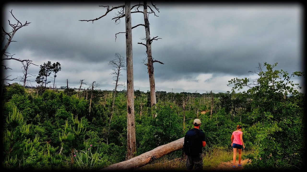Episode 239 - Bastrop State Park 5 Years after the most destructive wildfire in Texas.