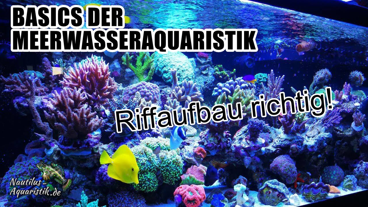 Basics der Meerwasseraquaristik - Riffaufbau