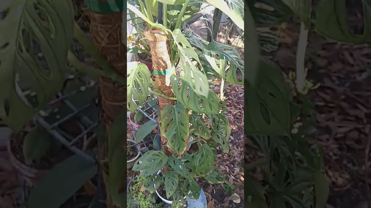 Plant fanatic 
