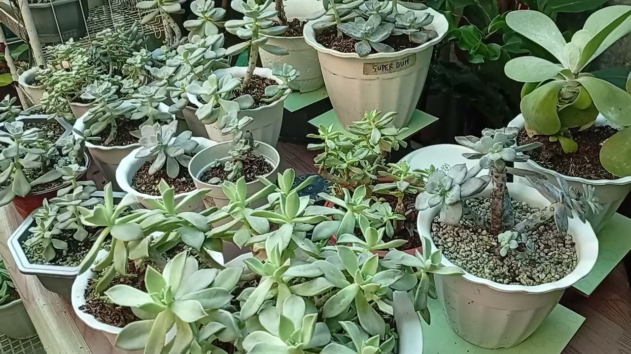 Plants update after ng bagyo,,