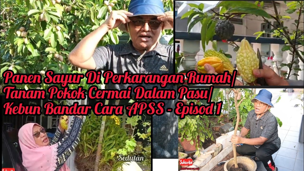 Panen Sayur Di Perkarangan Rumah/ Tanam Pokok Cermai Dalam Pasu/ Kebun Bandar Cara APSS - Episod 1 