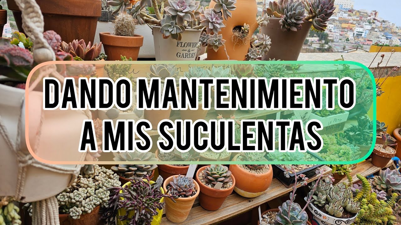 ¿Cómo eliminar la cochinilla de raíz de las suculentas? / Dando mantenimiento / Jardín Suculento