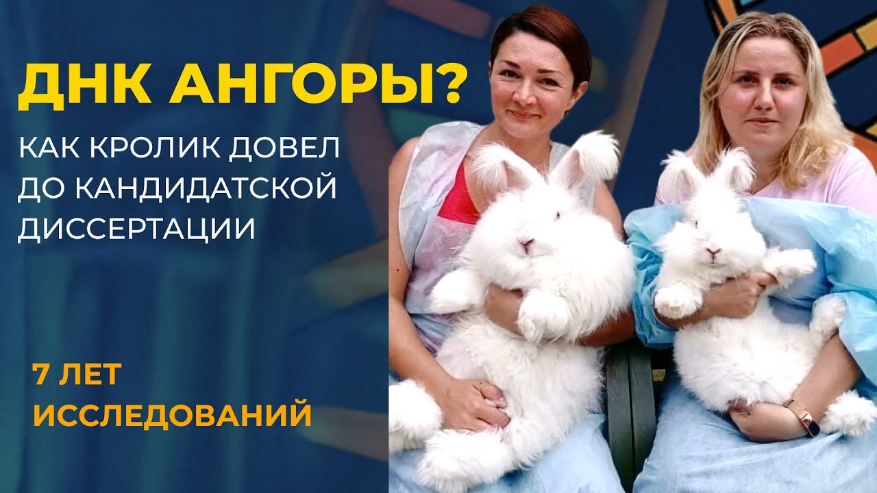 Как кролик довёл до кандидатской. Немецкая ангора, ДНК, и 7 лет исследований.