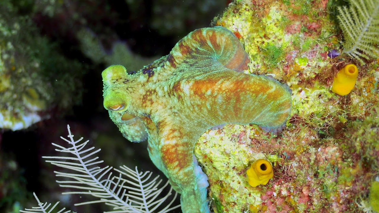 Caribbean Reef Octopus camouflage
