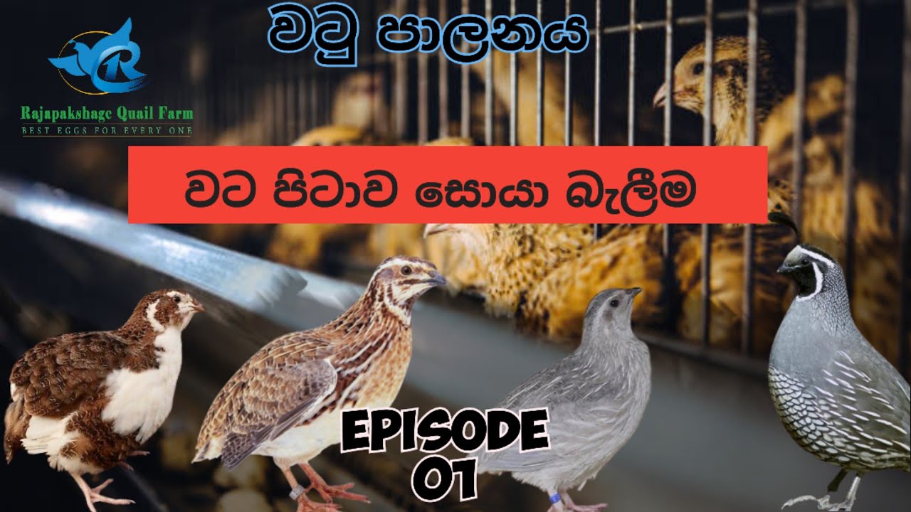 වටු පාලනය. එන්න අපි කියලා දෙන්නම්...වටපිටාව සොයා බැලිම....0777 657 847
