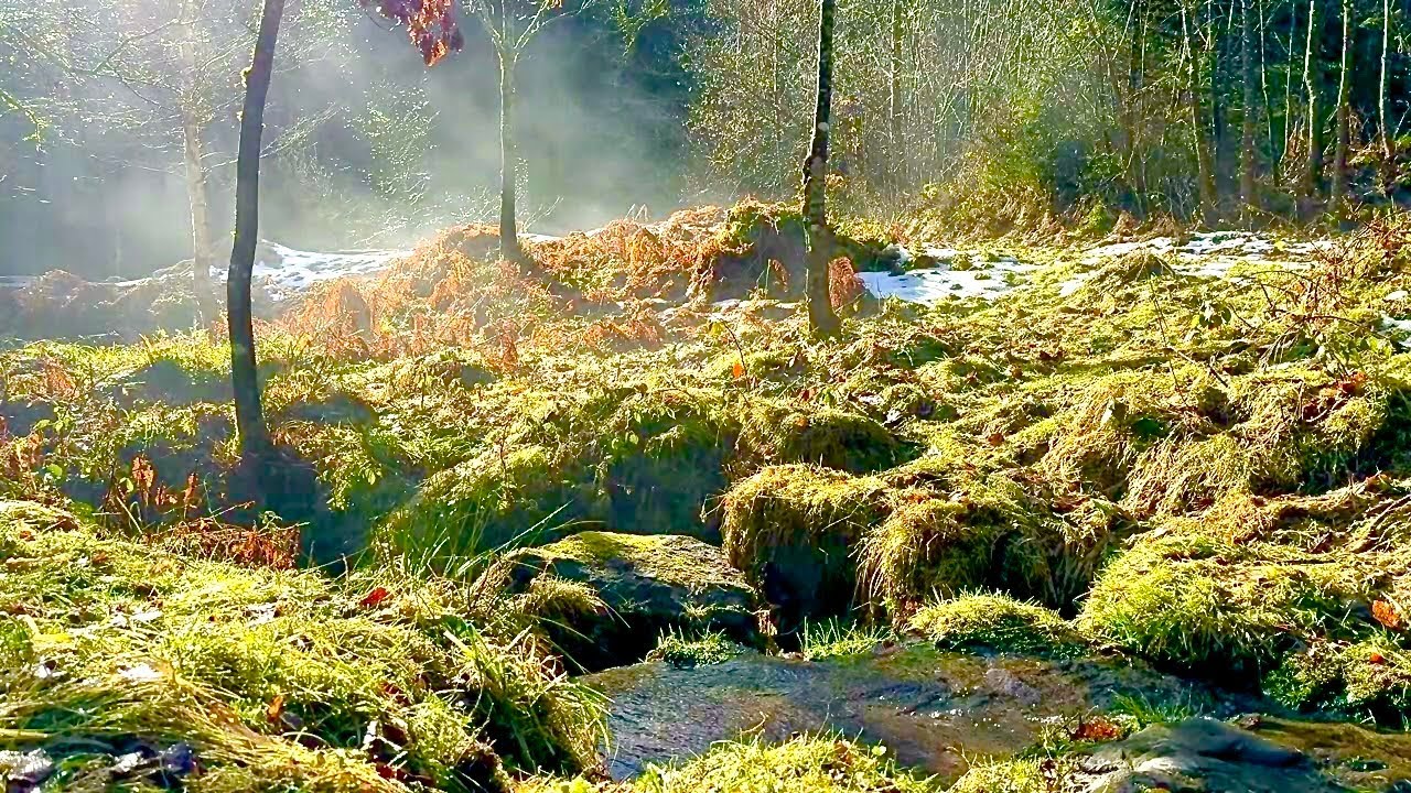 Forest Creek Sounds for Sleep | Calm Nature Ambience | No Music