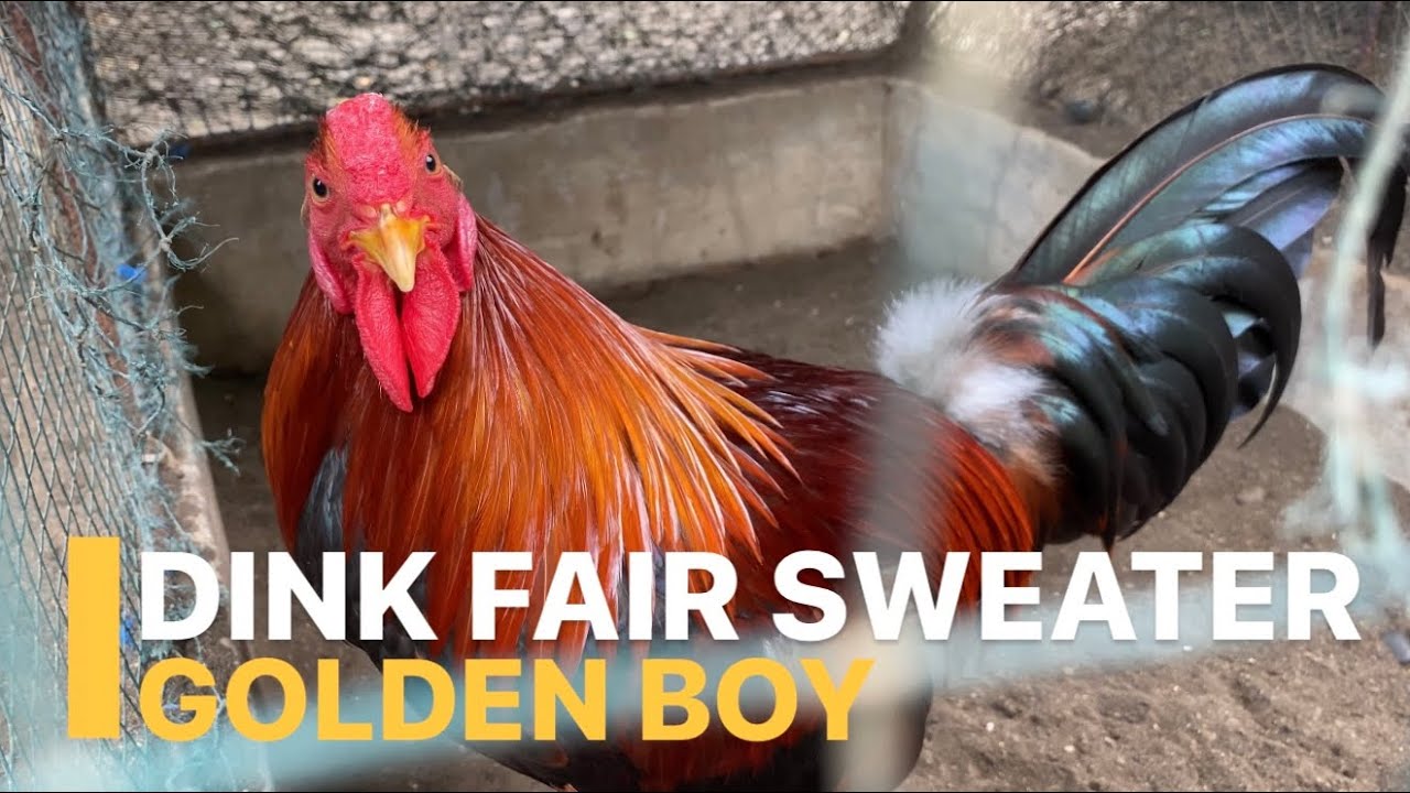 Review Ayam Sweater Golden Boy Dink Fair | Ternak Ayam Import