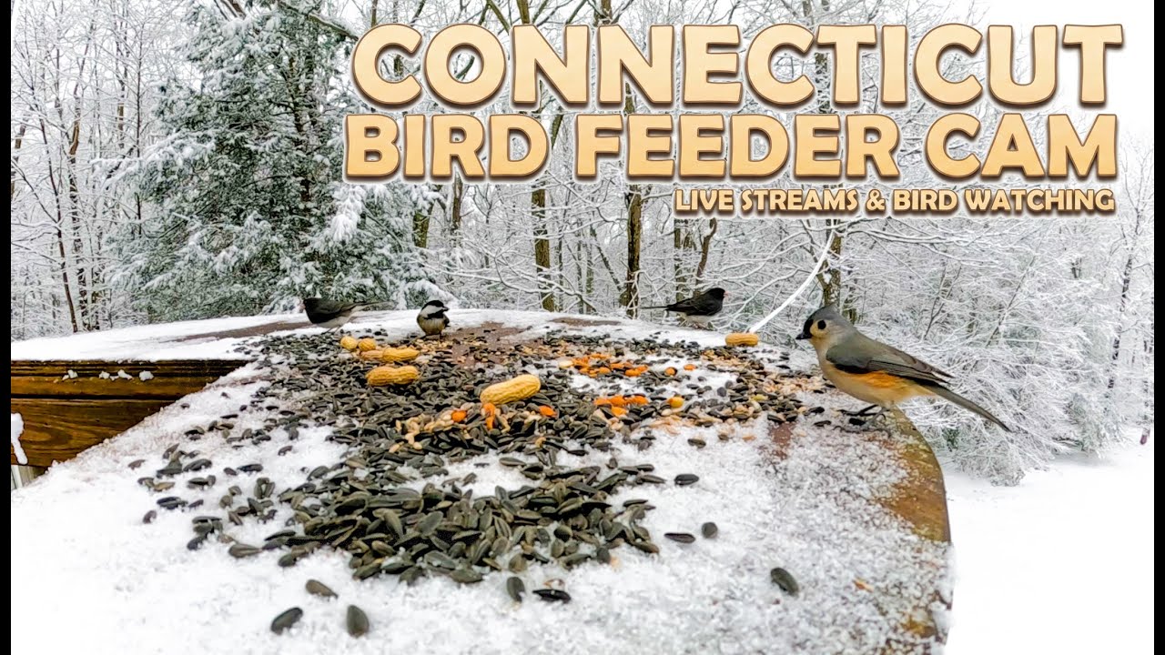 Cat TV for Cats to Watch 😺 Heavy Snow Bird Feeder Cam |  Relax and Unwind with Non-Stop Bird Action