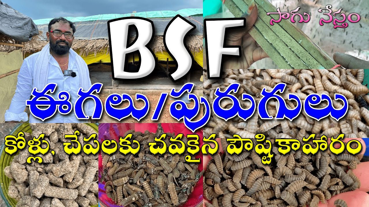 BSF ఈగలు/పురుగులు | కోళ్లు, చేపలకు పౌష్టికాహారం | తక్కువ పెట్టుబడి | కష్టపడితే ఫలితం | దాణా ఉచితం |