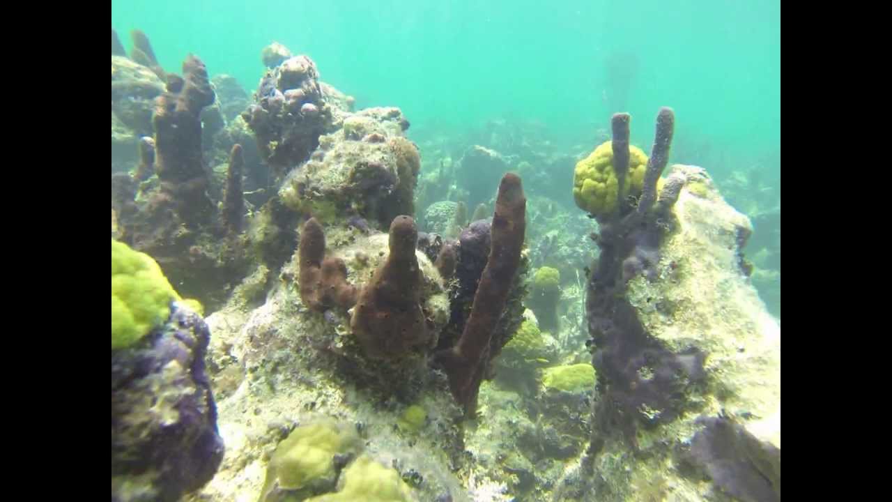 Snorkeling the Bight Reef, Turks & Caicos