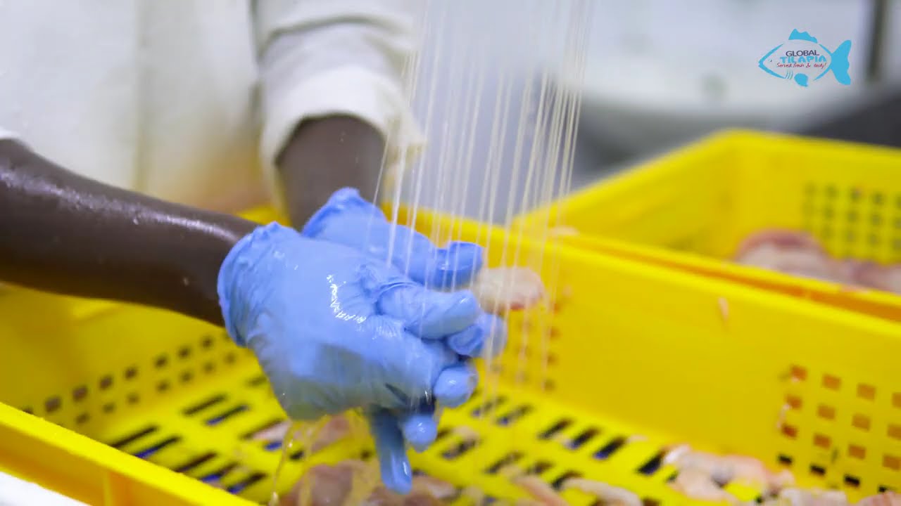 Learn fish processing and quality control. Meet our Team.