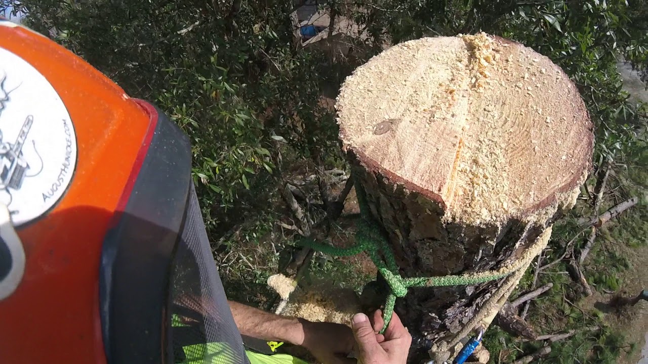 (Raw) working down pine tree. spar work . rope wrench/ zigzag