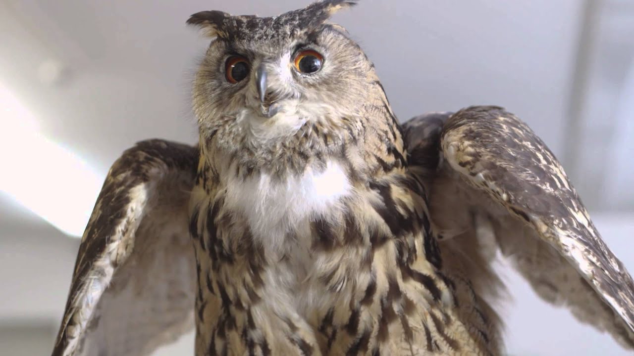Wissen erleben im NATURMUSEUM AUGSBURG