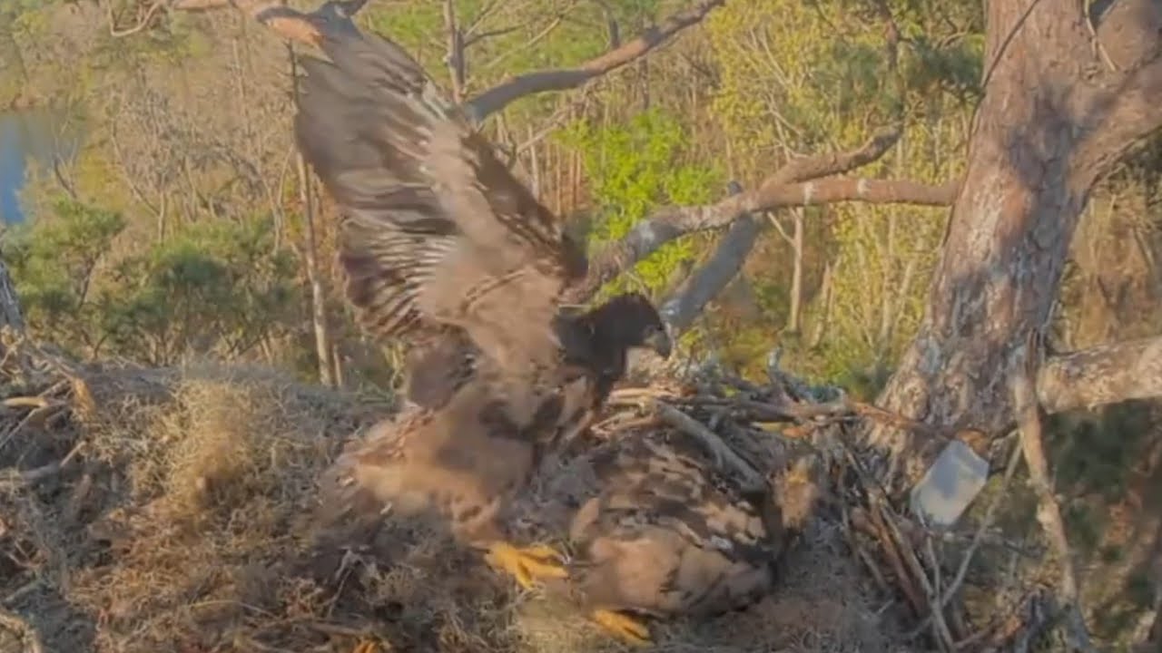 Big eaglet winger and slap small eaglet with wings | Kisatchie National Forest E-3 | Mar 13, 26