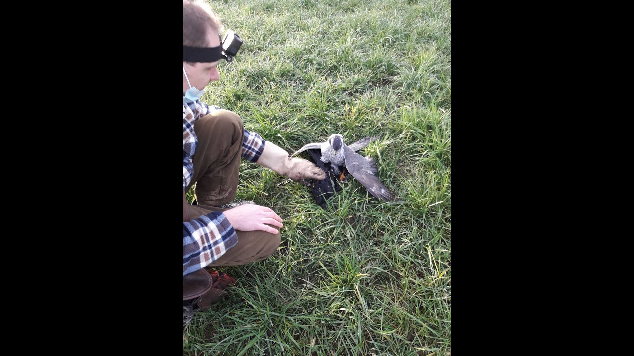 Goshawk vs Crows 21