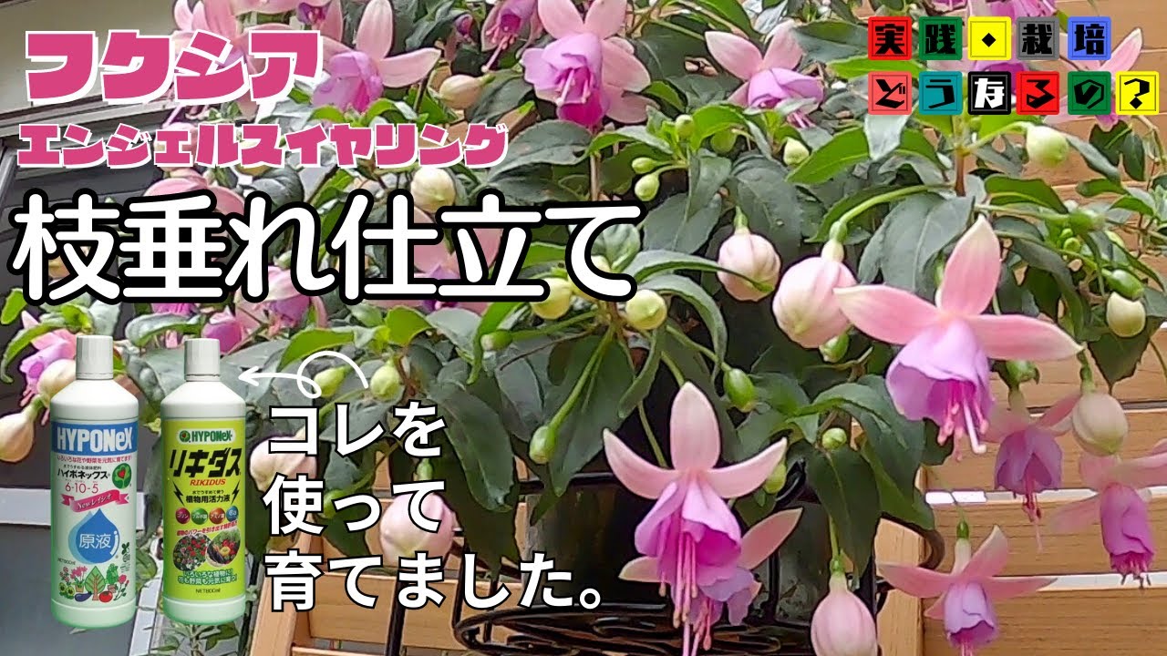 実践・栽培・どうなるの？【夏の花】ハイポネックスさんのリキダスを使ってフクシアの枝垂れ仕立てにしてみました【フクシア】植え方・育て方・育ち方【花苗・園芸】