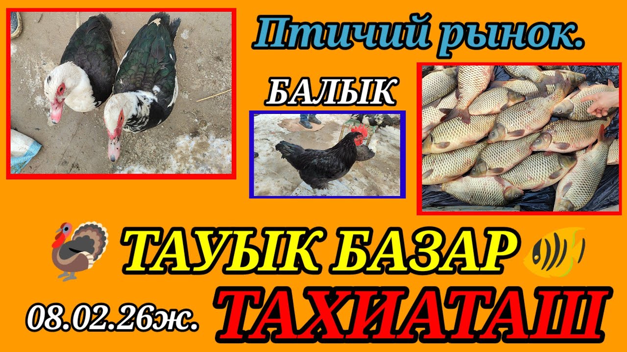 08.02.26ж.ТАУЫК БАЛЫК БАЗАР, ПТИЧИЙ РЫНОК, РЫНОК РЫБ #тахиаташ#бахалары#цены#куры#рыбы#утки#гуси