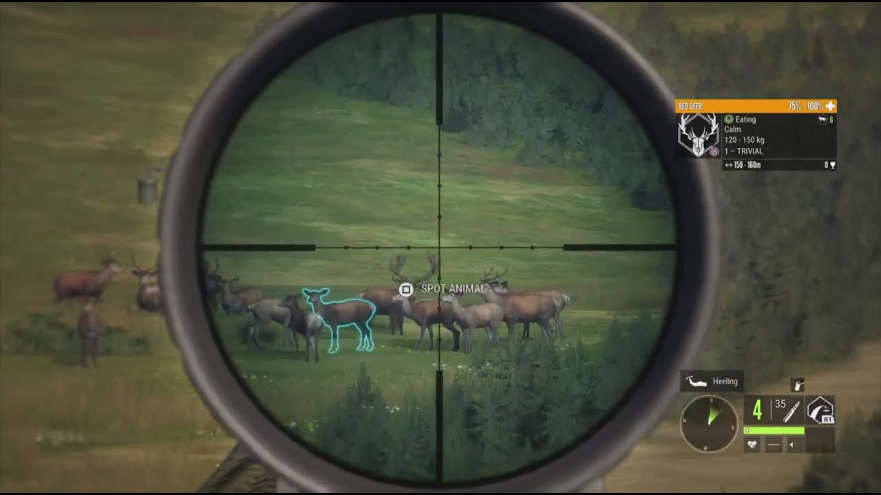 Red Deer Feeder Run on Hirschfelden