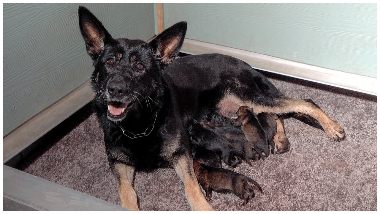 Kraftwerk K9 German Shepherds -  Puppies Born Last Night!
