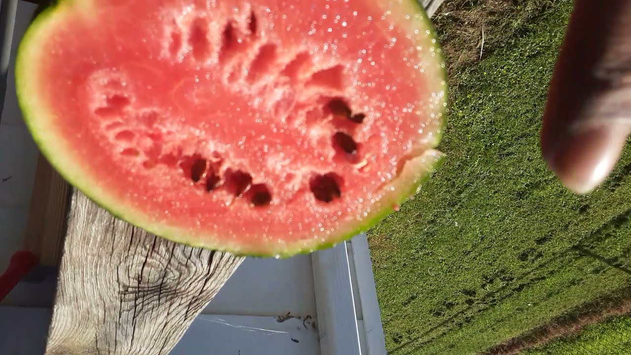 WHEN TO PICK AND HARVEST WATERMELONS & CANTALOUPES | SUGAR BABY WATERMELONS | ARE THEY READY?