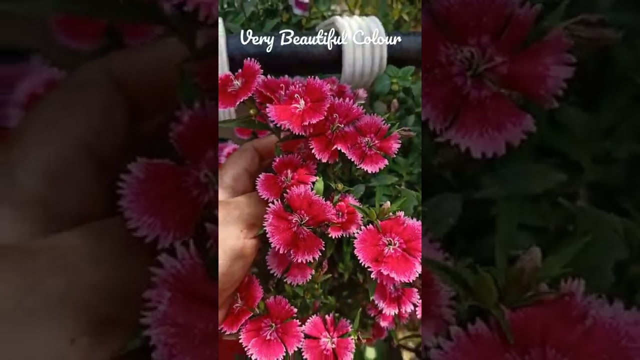 Beauty of a Dianthus in Spring/Winter-Spring Flowering Plant- Dianthus ||Fahmida's Gardening#shorts