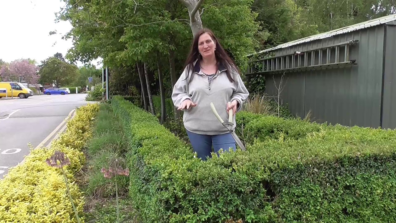 Cutting a Box Hedge using hand shears