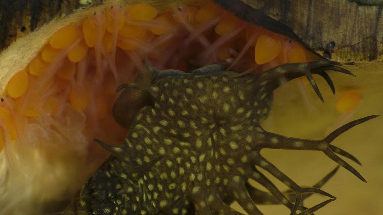 Breeding The Bristlenose Pleco (A New Approach)  part 2 of 3